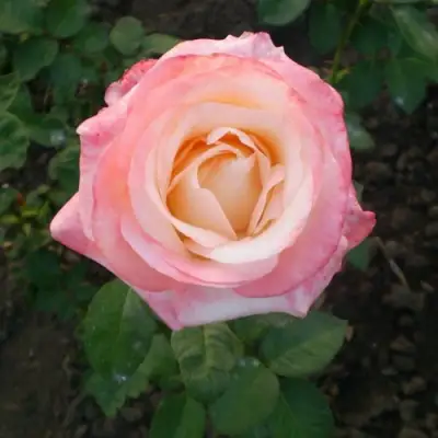 Роза БЕЛА ПЕРЛА чайно-гибридная в Рогачеве