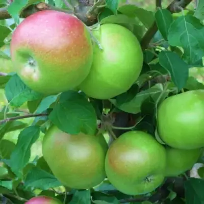 Яблоня НАВАВИТА в Рогачеве