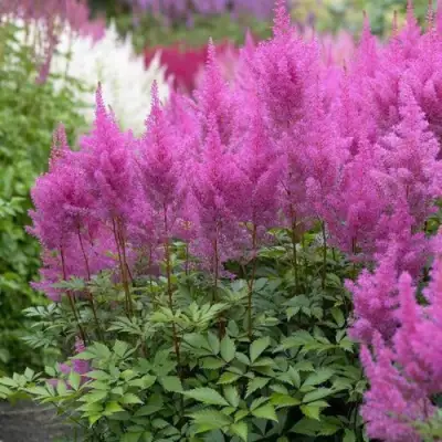 Астильба АМЕТИСТ Арендса в Рогачеве