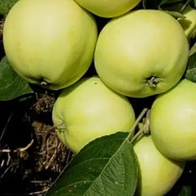 Яблоня ПАПИРОВКА в Рогачеве