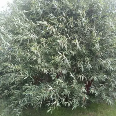 Ива СЕРЕБРИСТАЯ в Рогачеве