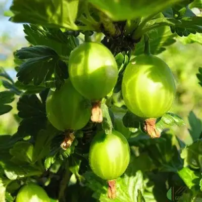 Крыжовник МАЛАХИТ в Рогачеве