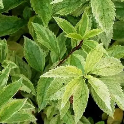 Форзиция ЛЕДНОГОРА промежуточная в Рогачеве