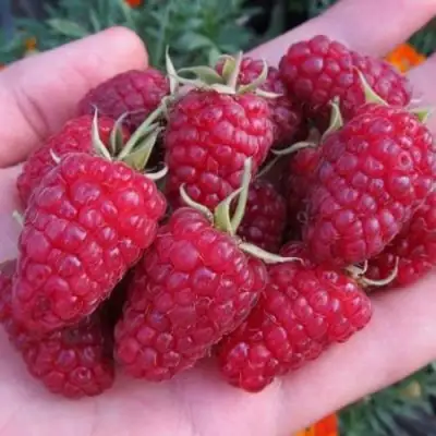 Малина МОСКОВСКИЙ ВЕЛИКАН в Рогачеве