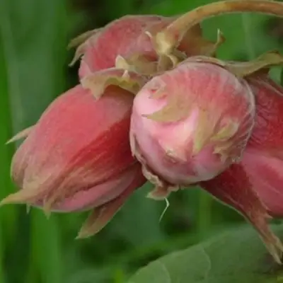 Фундук АКАДЕМИК ЯБЛОКОВ в Рогачеве