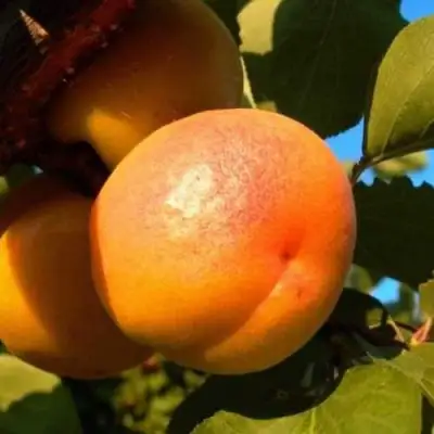 Абрикос СПАДЧЫНА в Рогачеве
