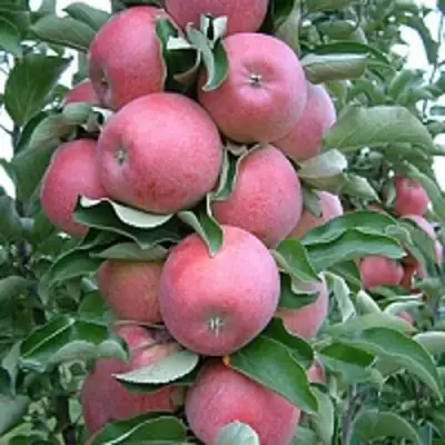 Яблоня АНТЕЙ КИЕВСКИЙ колонновидная в Рогачеве