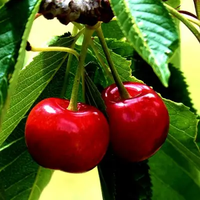 Вишня НИКА в Рогачеве