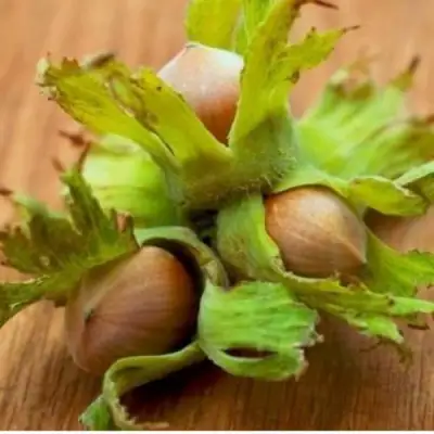 Фундук ГИГАНТ ТАМБОВСКИЙ в Рогачеве