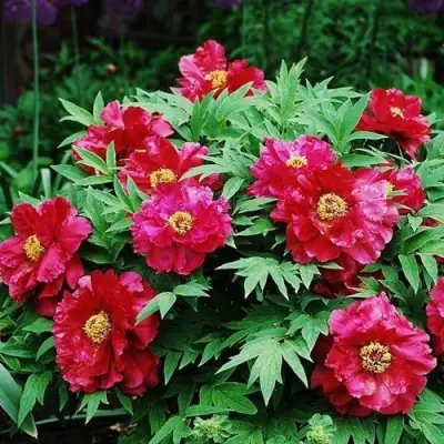 Пион КРАСНЫЙ ЛОТОС древовидный в Рогачеве