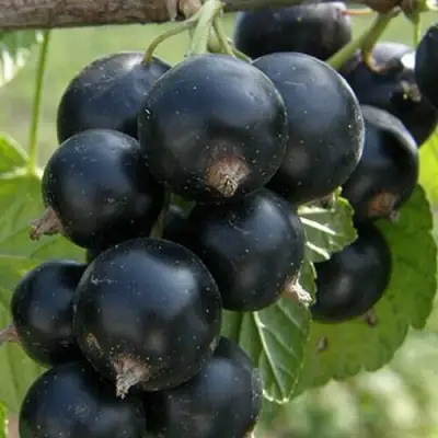 Смородина черная КЛУССОНОВСКАЯ в Рогачеве