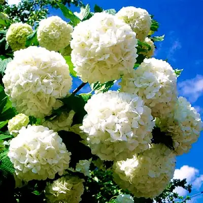 Калина БУЛЬДЕНЕЖ в Рогачеве