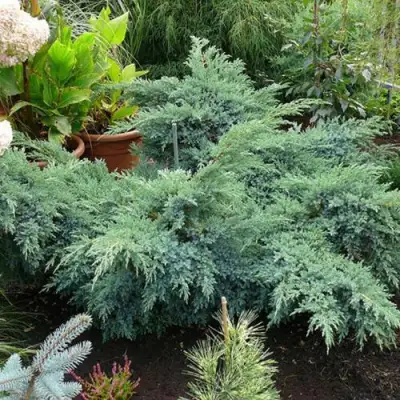 Можжевельник БЛЮ ШВЕД (СВИД) чешуйчатый в Рогачеве