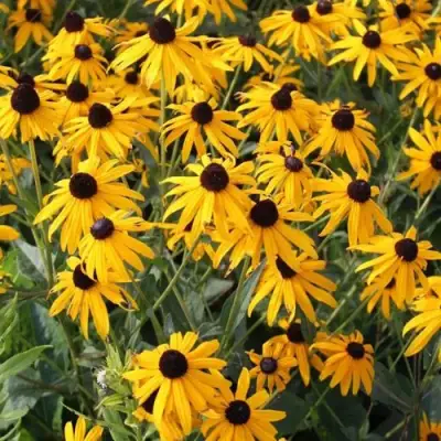 Рудбекия блестящая в Рогачеве