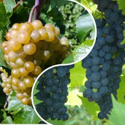 Комплект ИНЬ-ЯНЬ в Рогачеве