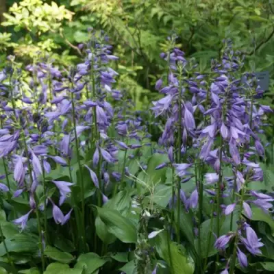 Хоста ГАРРИ ВАН ТРИЕР в Рогачеве