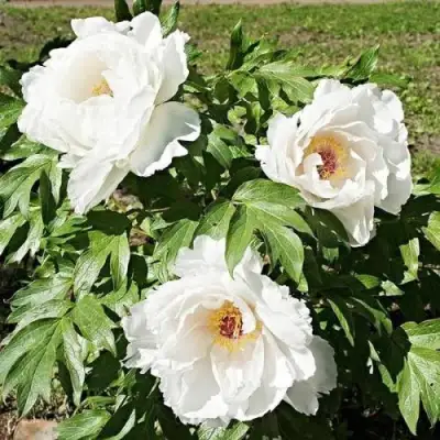 Пион ЛЕТНИЙ ДВОРЕЦ древовидный в Рогачеве