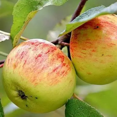 Яблоня РАНЕТКА (КОРОБОВКА) в Рогачеве