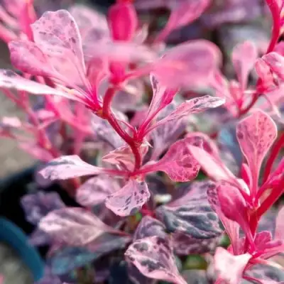 Барбарис РОУЗ ГЛОУ тунберга в Рогачеве