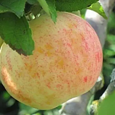 Яблоня ЛЕТНЕЕ СЛАДКОЕ в Рогачеве