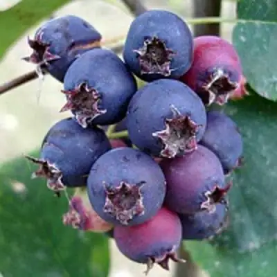 Ирга SLEYT в Рогачеве