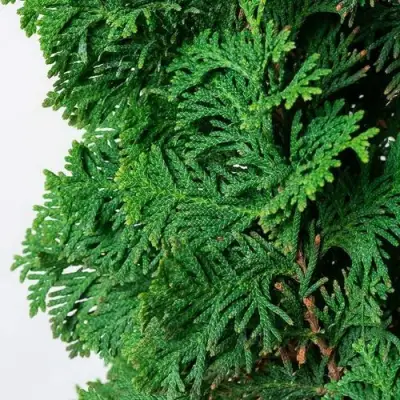 Туя СПИРАЛИС западная в Рогачеве