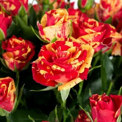 Роза ФАЙЕР ФЛЕШ спрей в Рогачеве