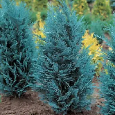 Кипарисовик ВАН ПЕЛЬТС БЛЮ лавсона в Рогачеве