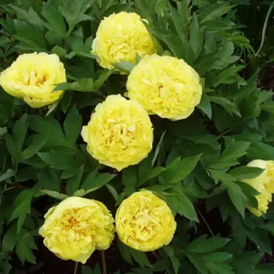 Пион ЗОЛОТАЯ КОРОНА древовидный в Рогачеве