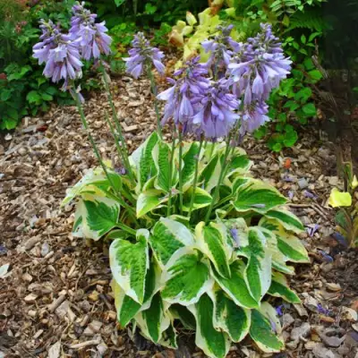 Хоста АУРЕОМАРГИНАТА в Рогачеве