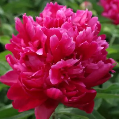 Пион ПЕСНЬ ВЕТРА травянистый в Рогачеве