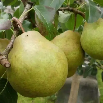 Груша ПЛАТОНОВСКАЯ в Рогачеве