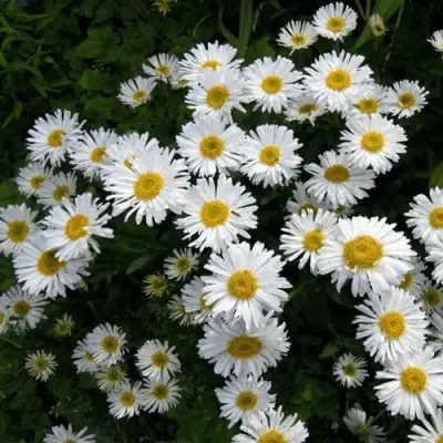 Астра АЛЬБУС альпийская в Рогачеве