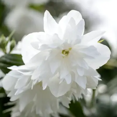 Жасмин МИНЕСОТА СНОУФЛЕЙК в Рогачеве