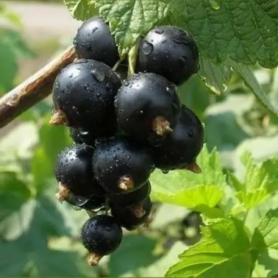 Смородина черная ПИГМЕЙ в Рогачеве