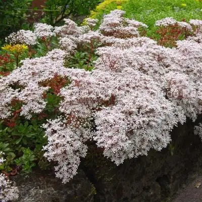 Очиток (седум) МУРАЛЕ белый в Рогачеве