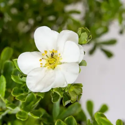 Лапчатка СНОУБЕРД кустарниковая в Рогачеве