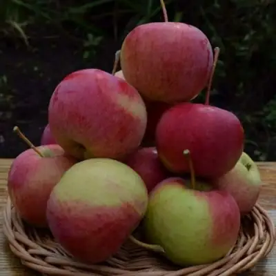 Яблоня РОДНИКОВАЯ в Рогачеве