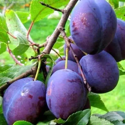 Слива ВЕНГЕРКА БЕЛОРУССКАЯ в Рогачеве