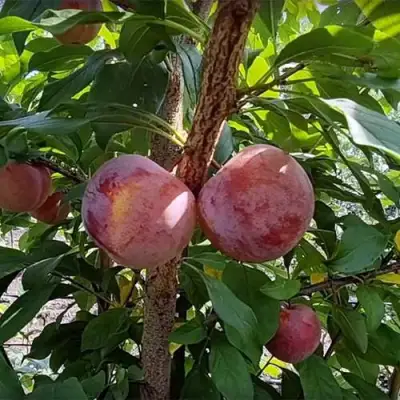 Плуот ГЕО ПРАЙД в Рогачеве