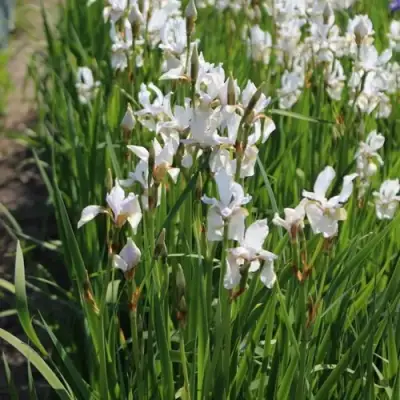 Ирис АЛЬБА сибирский в Рогачеве