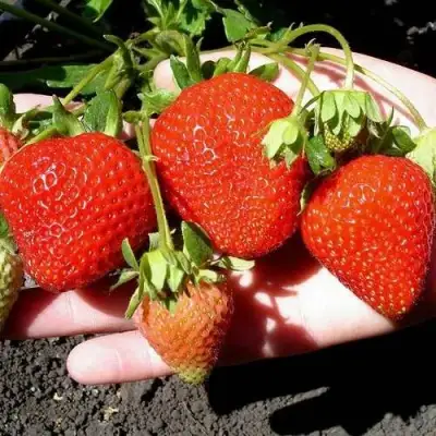 Клубника САН АНДРЕАС ремонтантная в Рогачеве