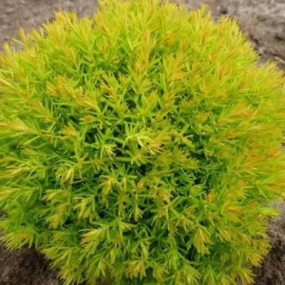 Туя АННИЕК западная в Рогачеве