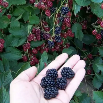 Ежевика ОРКАН бесшипная  в Рогачеве