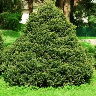 Ель ОЛЕНДОРФИ обыкновенная в Рогачеве