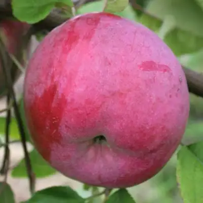 Яблоня БРЯНСКОЕ РОЗОВОЕ в Рогачеве