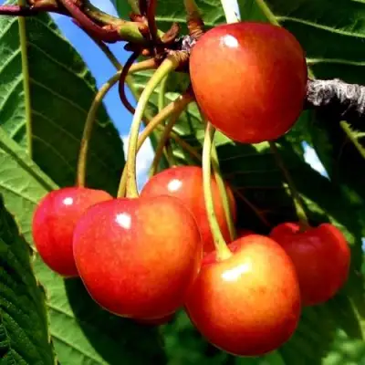 Черешня ФАТЕЖ в Рогачеве