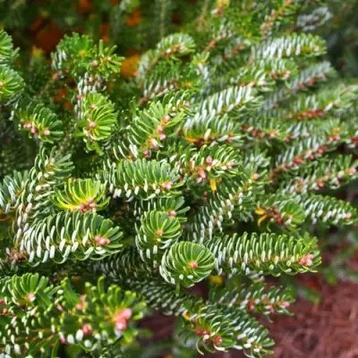 Пихта белая в Рогачеве