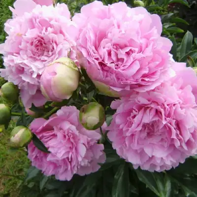 Пион ДИННЕР ПЛЕЙТ травянистый в Рогачеве