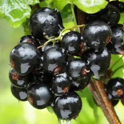 Смородина черная БЫЛИННАЯ (ВЕРНОСТЬ) в Рогачеве